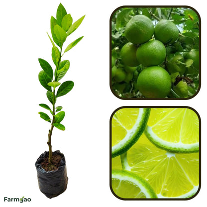 Xiangshui Lemon Plant Live Nimbu Tree Kagzi Lemon Citrus Limon Fruit Plant