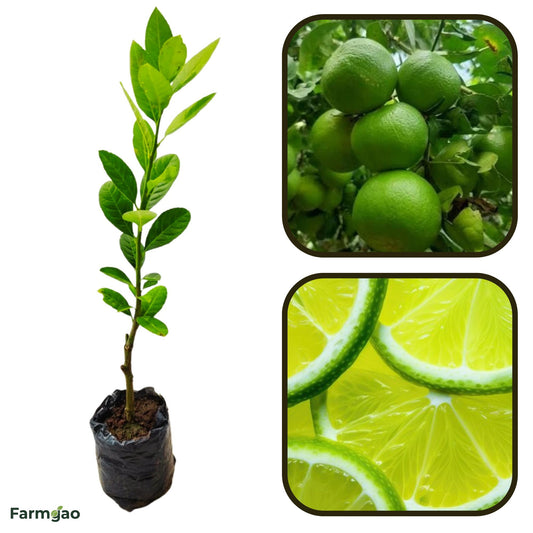 Xiangshui Lemon Plant Live Nimbu Tree Kagzi Lemon Citrus Limon Fruit Plant