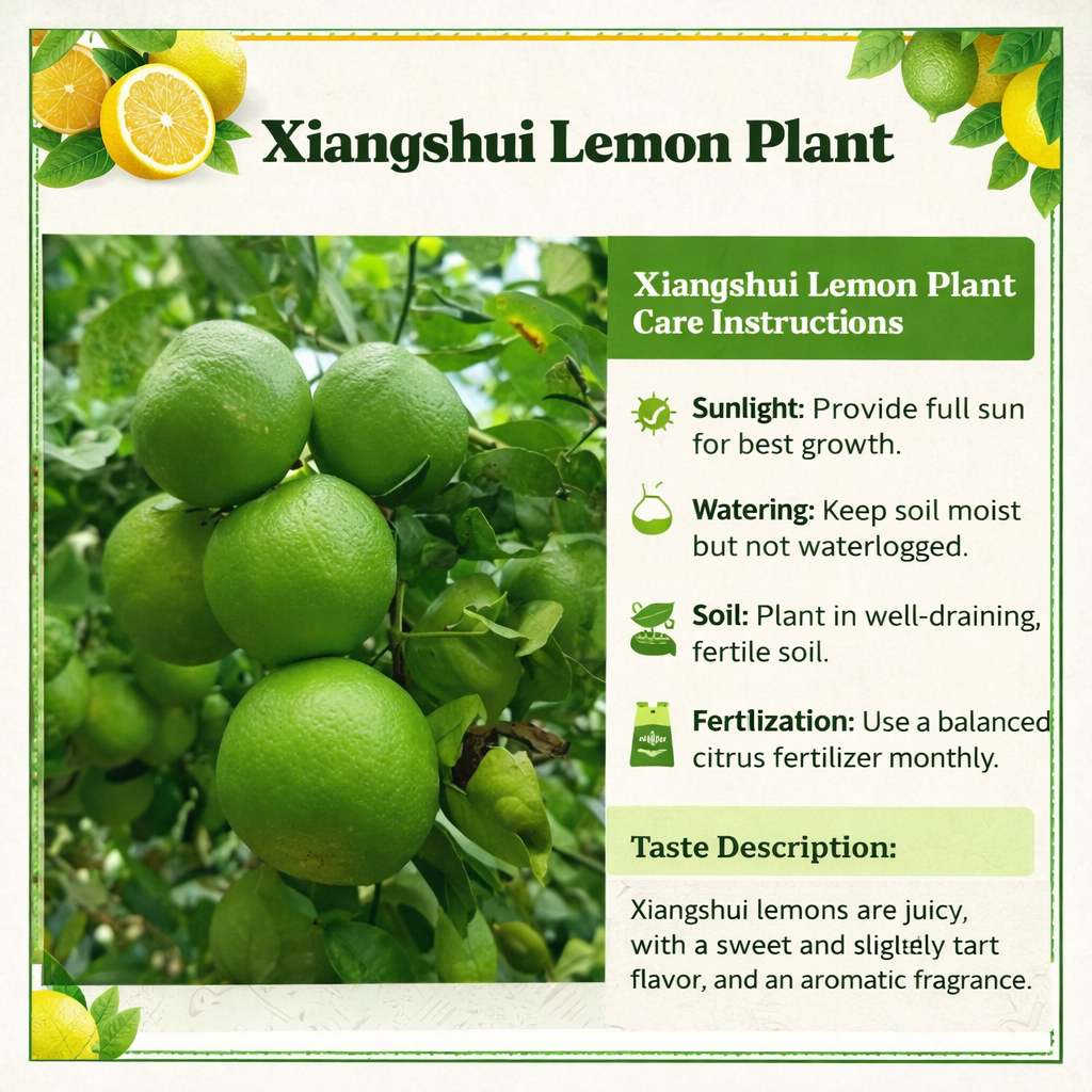 Xiangshui Lemon Plant Live Nimbu Tree Kagzi Lemon Citrus Limon Fruit Plant