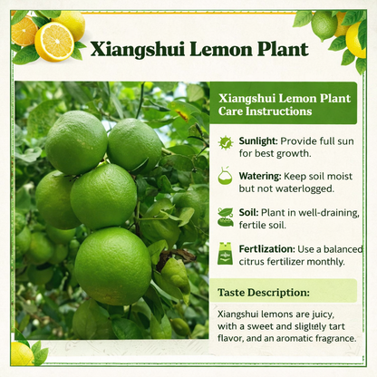 Xiangshui Lemon Plant Live Nimbu Tree Kagzi Lemon Citrus Limon Fruit Plant