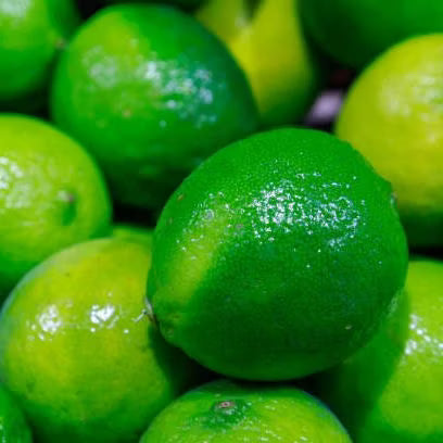 Xiangshui Lemon Plant Live Nimbu Tree Kagzi Lemon Citrus Limon Fruit Plant