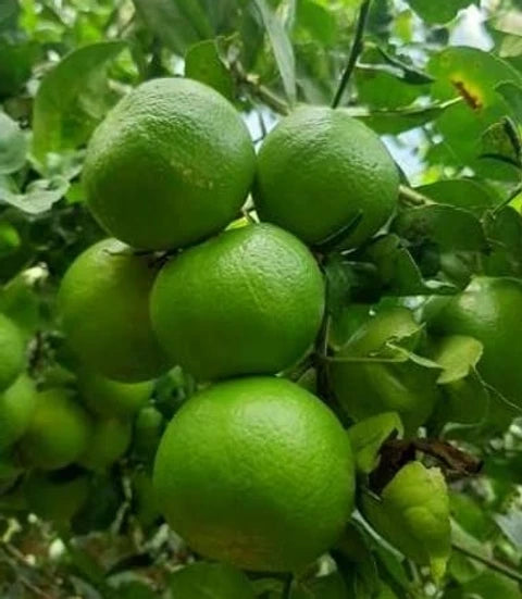 Xiangshui Lemon Plant Live Nimbu Tree Kagzi Lemon Citrus Limon Fruit Plant