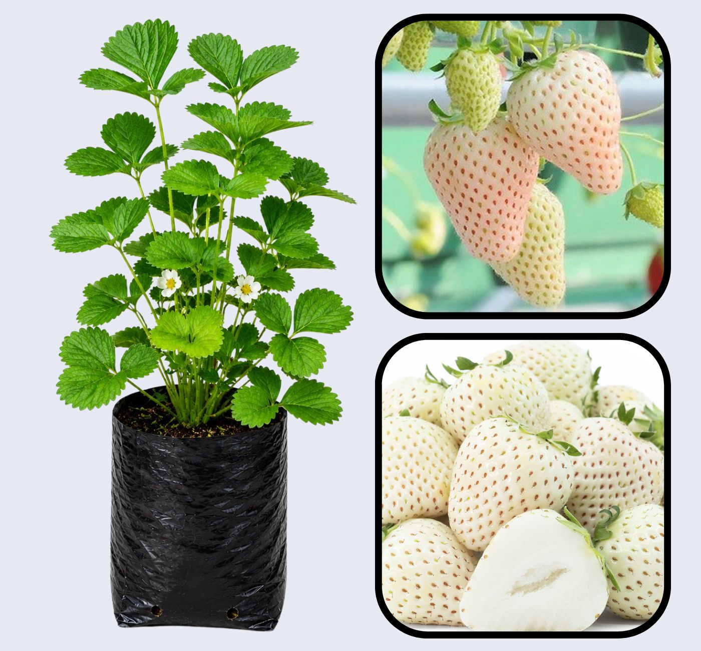 Yellow Wonder Strawberry Healthy Sweet Home Garden Kitchen Garden Terrace Balcony Fruit Plant