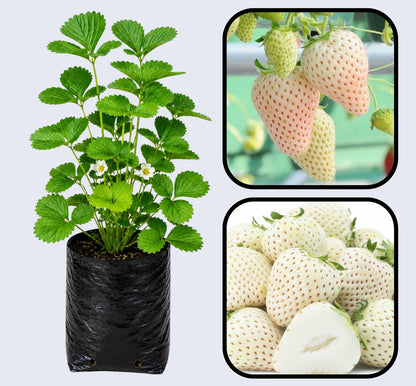 Yellow Wonder Strawberry Healthy Sweet Home Garden Kitchen Garden Terrace Balcony Fruit Plant