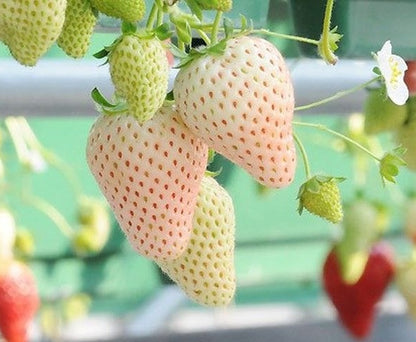 Yellow Wonder Strawberry Healthy Sweet Home Garden Kitchen Garden Terrace Balcony Fruit Plant