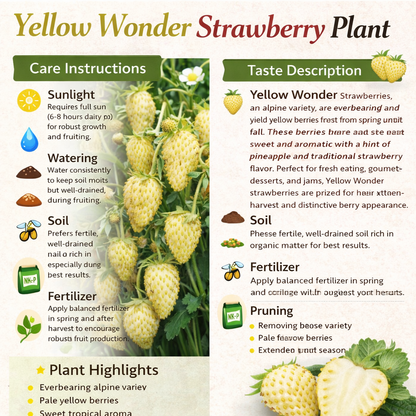 Yellow Wonder Strawberry Healthy Sweet Home Garden Kitchen Garden Terrace Balcony Fruit Plant