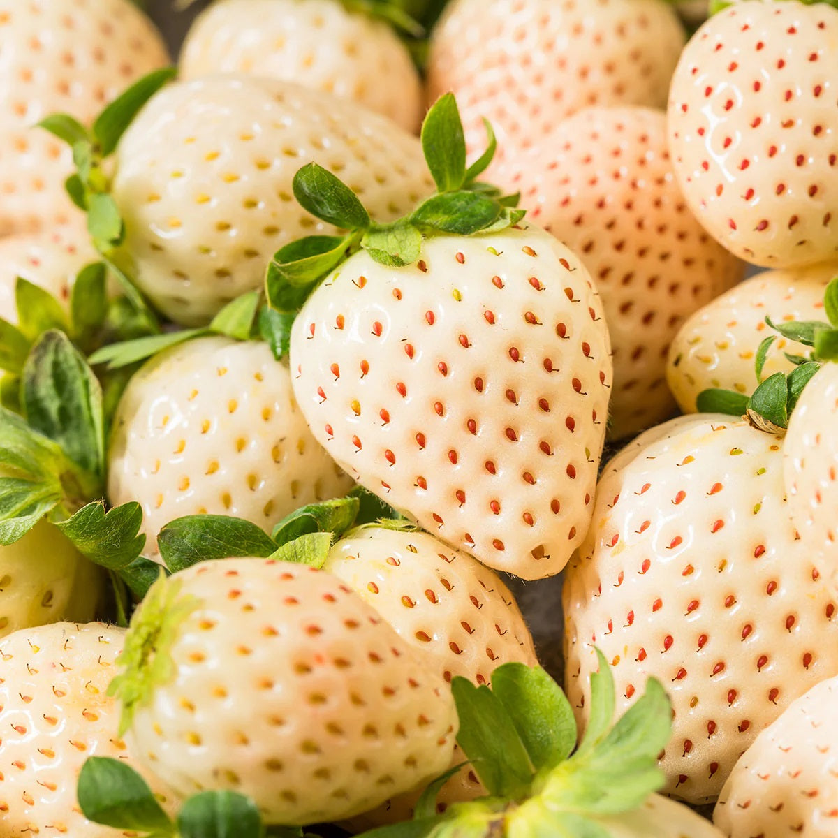 Yellow Wonder Strawberry Healthy Sweet Home Garden Kitchen Garden Terrace Balcony Fruit Plant