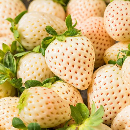Yellow Wonder Strawberry Healthy Sweet Home Garden Kitchen Garden Terrace Balcony Fruit Plant