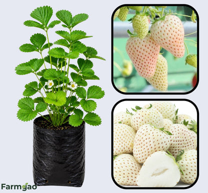 Yellow Wonder Strawberry Healthy Sweet Home Garden Kitchen Garden Terrace Balcony Fruit Plant