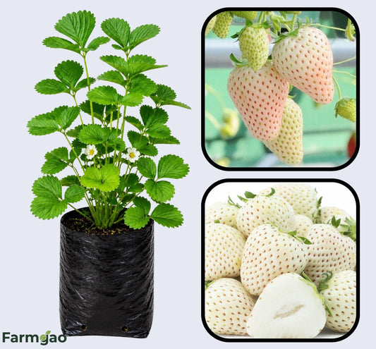 Yellow Wonder Strawberry Healthy Sweet Home Garden Kitchen Garden Terrace Balcony Fruit Plant