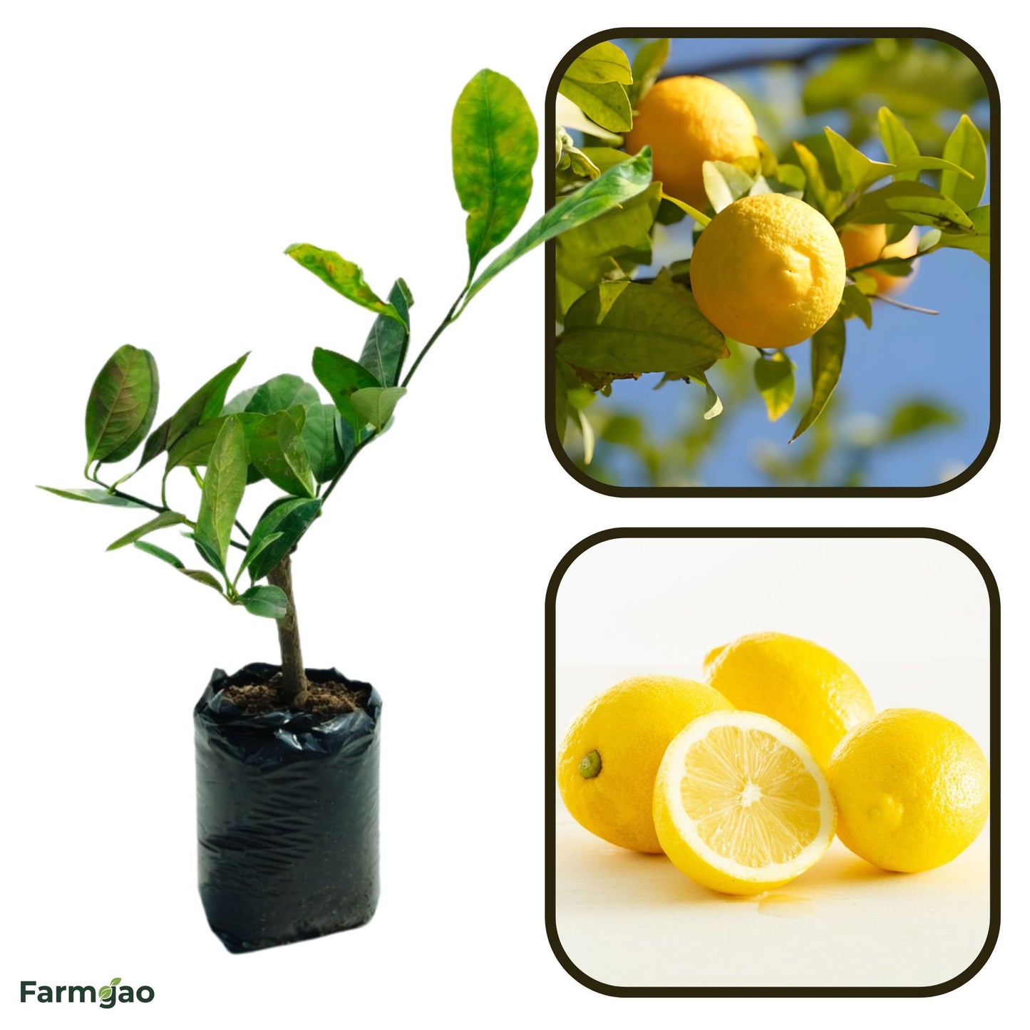 Yen Ben Lemon Plant Live Nimbu Tree Kagzi Lemon Citrus Limon Fruit Plant