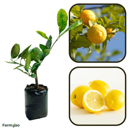 Yen Ben Lemon Plant Live Nimbu Tree Kagzi Lemon Citrus Limon Fruit Plant