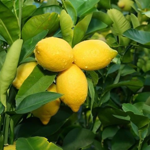 Yen Ben Lemon Plant Live Nimbu Tree Kagzi Lemon Citrus Limon Fruit Plant