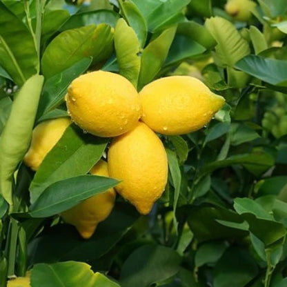 Yen Ben Lemon Plant Live Nimbu Tree Kagzi Lemon Citrus Limon Fruit Plant