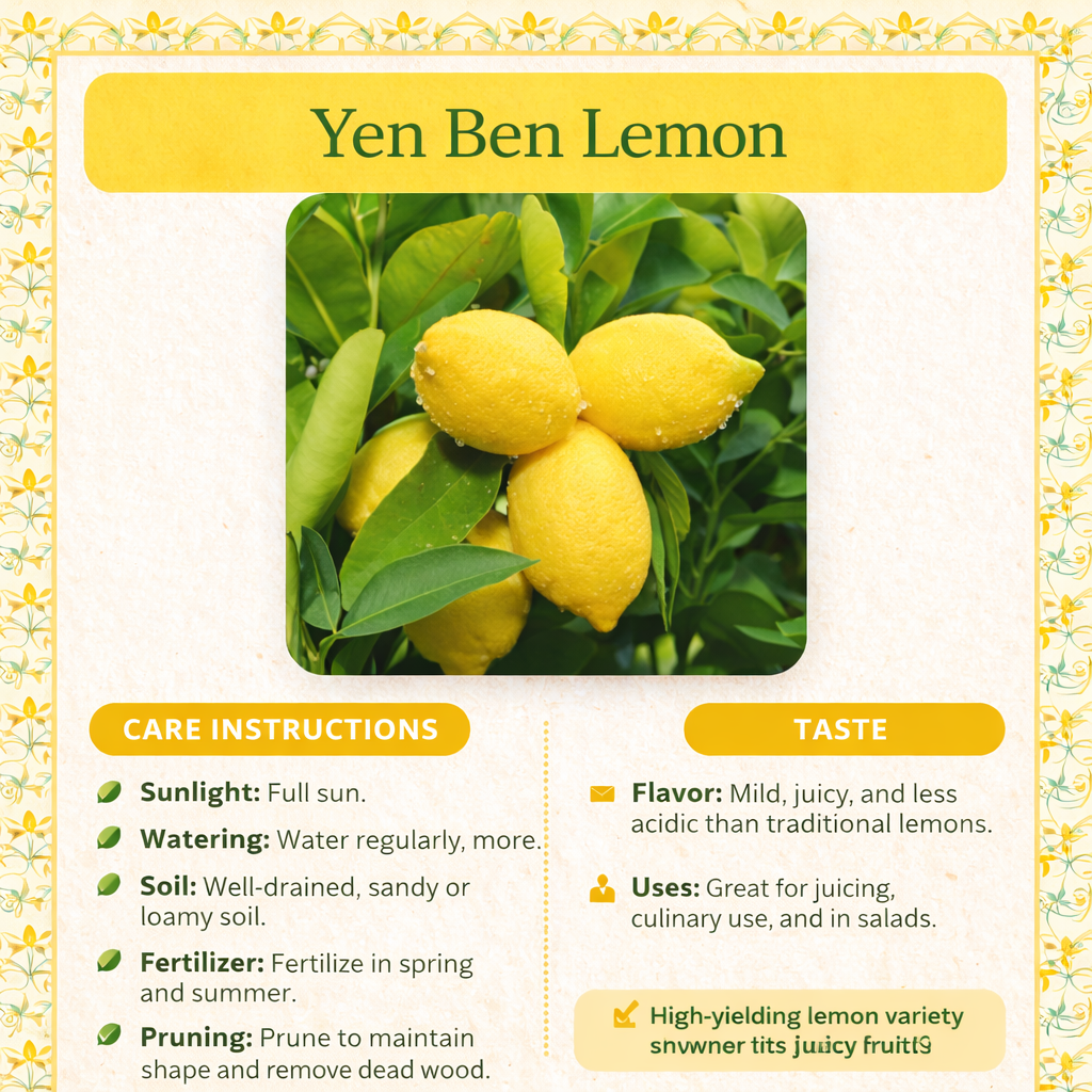 Yen Ben Lemon Plant Live Nimbu Tree Kagzi Lemon Citrus Limon Fruit Plant