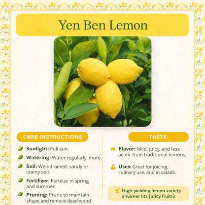 Yen Ben Lemon Plant Live Nimbu Tree Kagzi Lemon Citrus Limon Fruit Plant