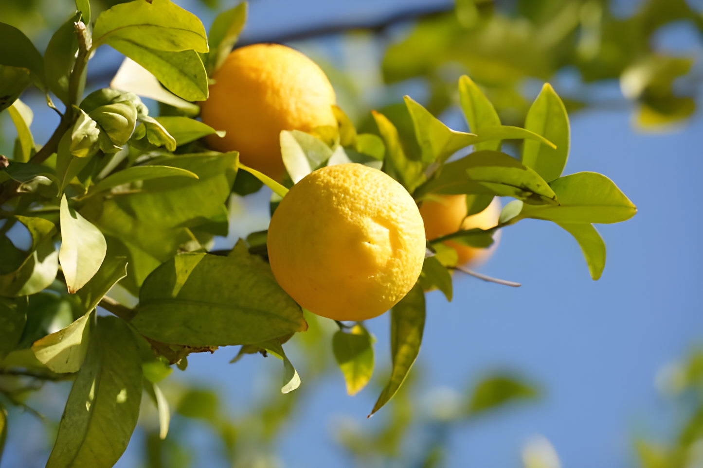 Yen Ben Lemon Plant Live Nimbu Tree Kagzi Lemon Citrus Limon Fruit Plant