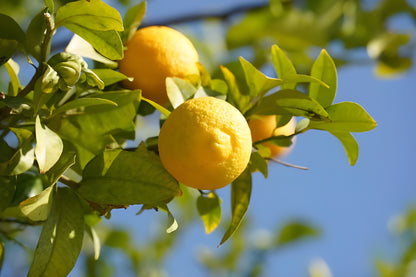 Yen Ben Lemon Plant Live Nimbu Tree Kagzi Lemon Citrus Limon Fruit Plant