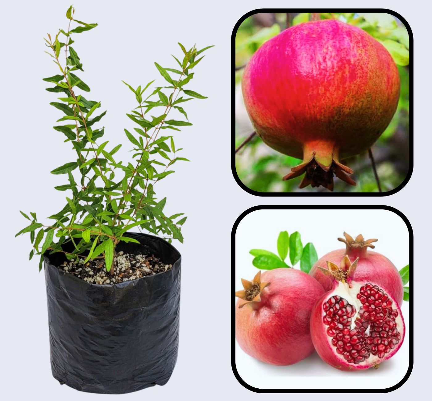 Yercaud Pomegranate Grafted Fruit Plant – High Yielding Sweet Juicy Anar Tree Variety
