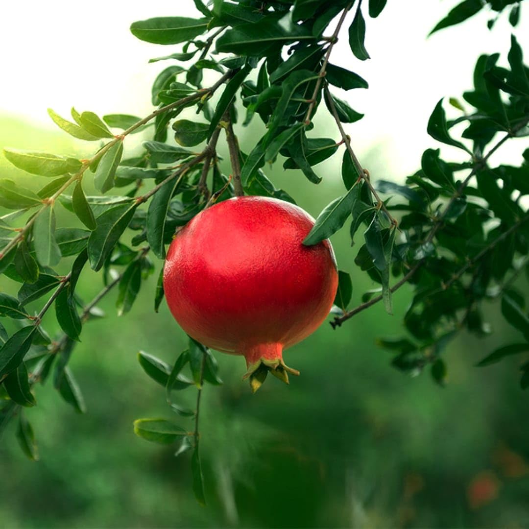 Yercaud Pomegranate Grafted Fruit Plant – High Yielding Sweet Juicy Anar Tree Variety