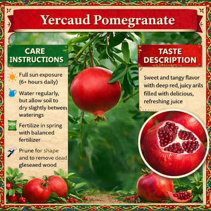 Yercaud Pomegranate Grafted Fruit Plant – High Yielding Sweet Juicy Anar Tree Variety