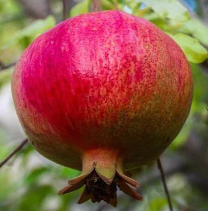 Yercaud Pomegranate Grafted Fruit Plant – High Yielding Sweet Juicy Anar Tree Variety