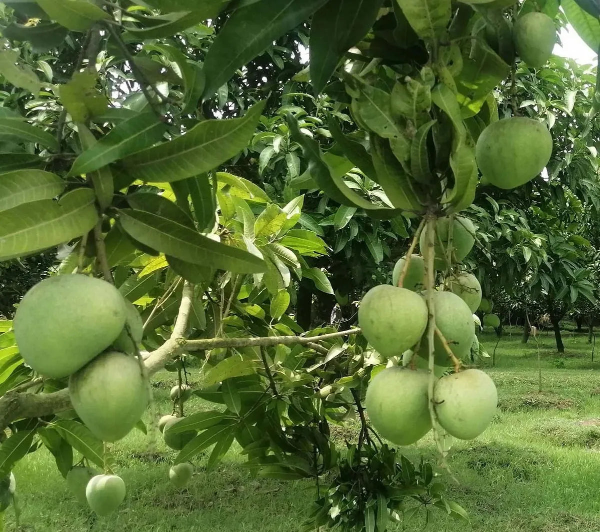 Bangladesh Haribhanga Mango Grafted Hybrid Plant