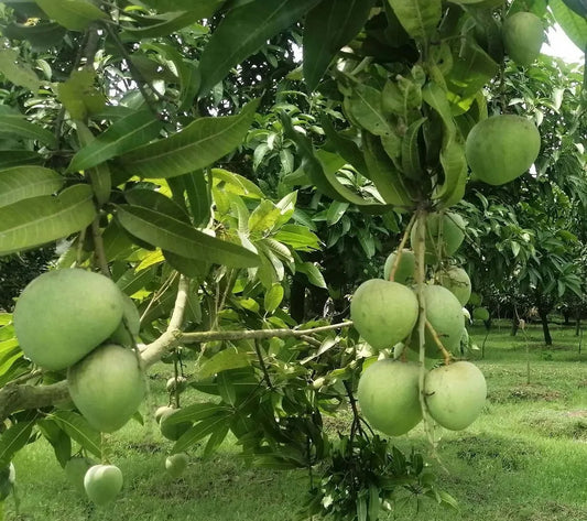 Bangladesh Bari 4 Mango Grafted Hybrid Plant