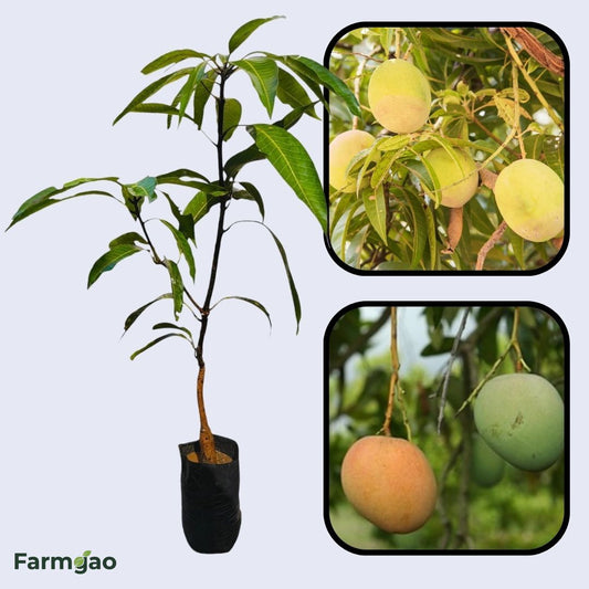 Young Mango Aam Grafted Healthy Fruit Plant