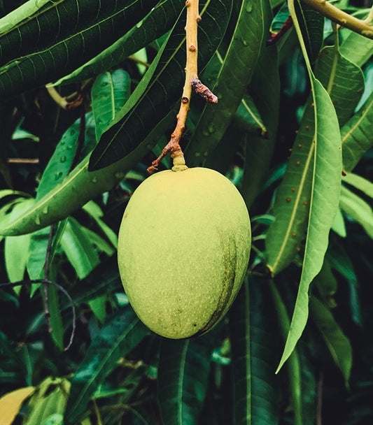 Young Mango Aam Grafted Healthy Fruit Plant