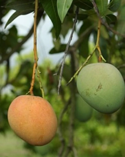 Young Mango Aam Grafted Healthy Fruit Plant
