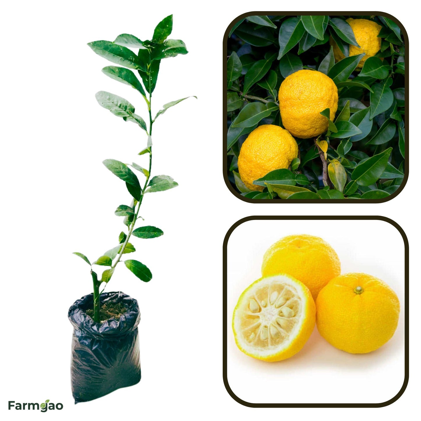 Yukou Citrus Lemon Plant Live Nimbu Tree Kagzi Lemon Citrus Limon Fruit Plant