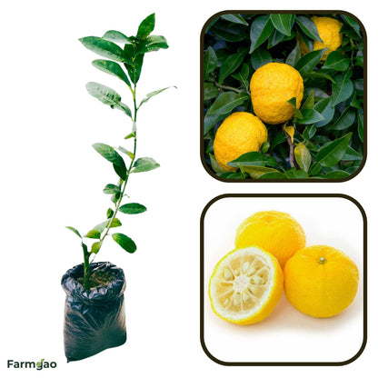 Yukou Citrus Lemon Plant Live Nimbu Tree Kagzi Lemon Citrus Limon Fruit Plant