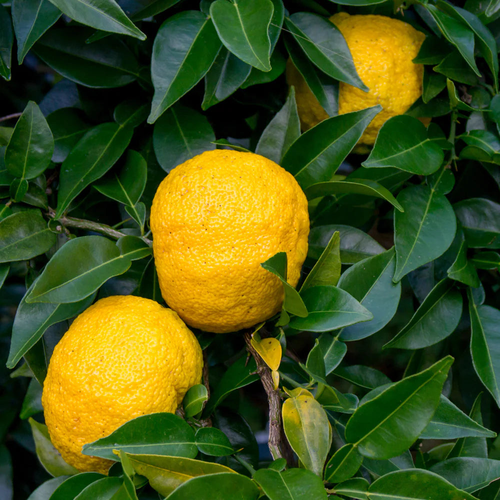 Yukou Citrus Lemon Plant Live Nimbu Tree Kagzi Lemon Citrus Limon Fruit Plant