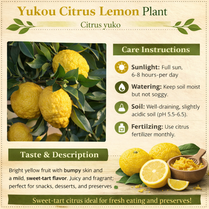 Yukou Citrus Lemon Plant Live Nimbu Tree Kagzi Lemon Citrus Limon Fruit Plant
