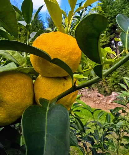 Yukou Citrus Lemon Plant Live Nimbu Tree Kagzi Lemon Citrus Limon Fruit Plant
