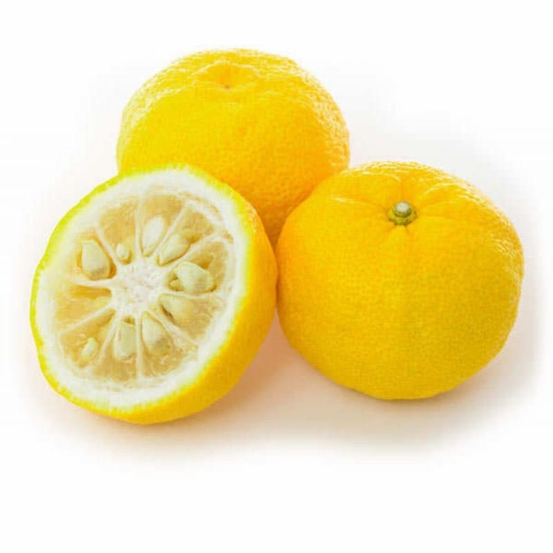 Yukou Citrus Lemon Plant Live Nimbu Tree Kagzi Lemon Citrus Limon Fruit Plant