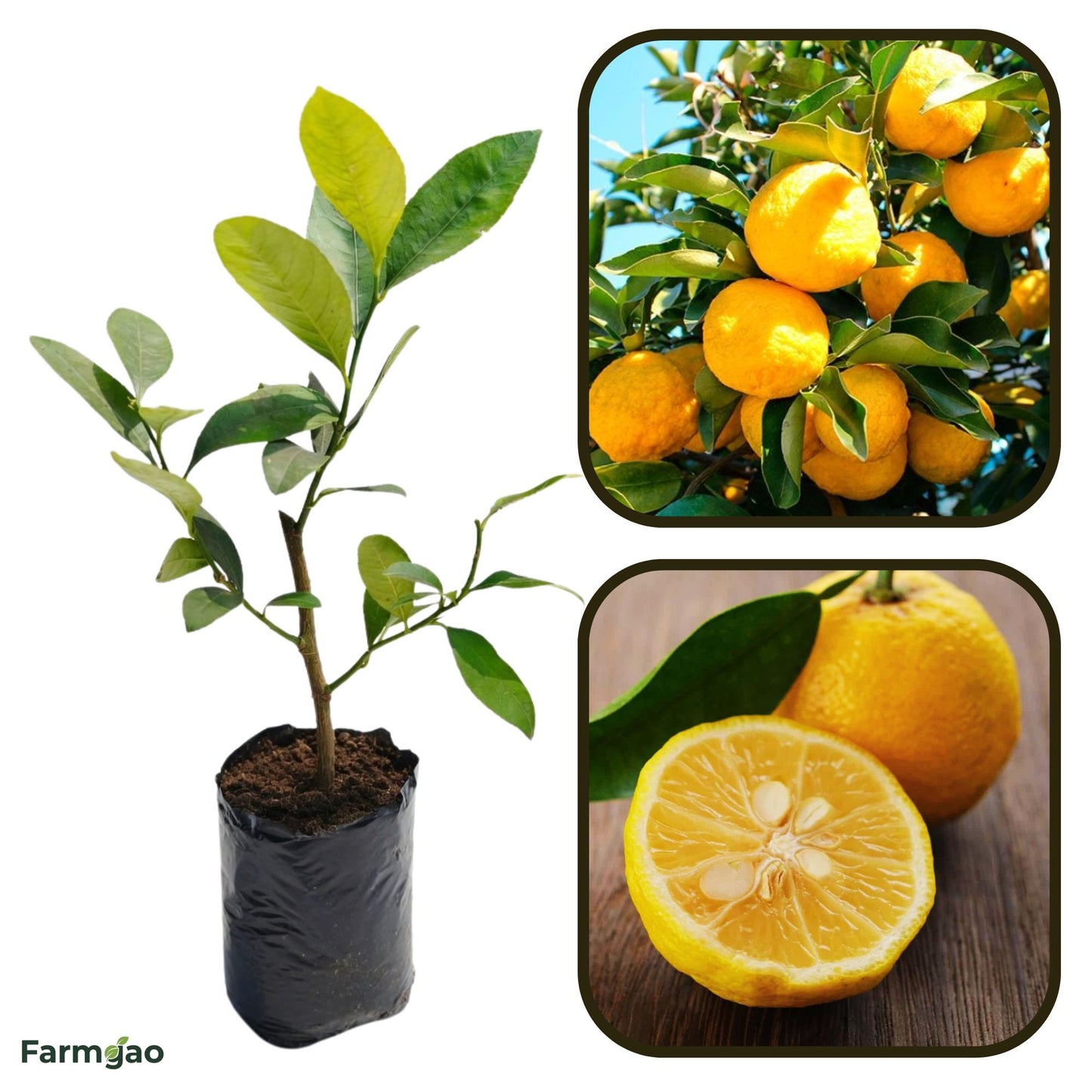Yuzu Lemon Plant Live Nimbu Tree Kagzi Lemon Citrus Limon Fruit Plant