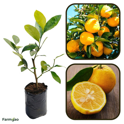 Yuzu Lemon Plant Live Nimbu Tree Kagzi Lemon Citrus Limon Fruit Plant