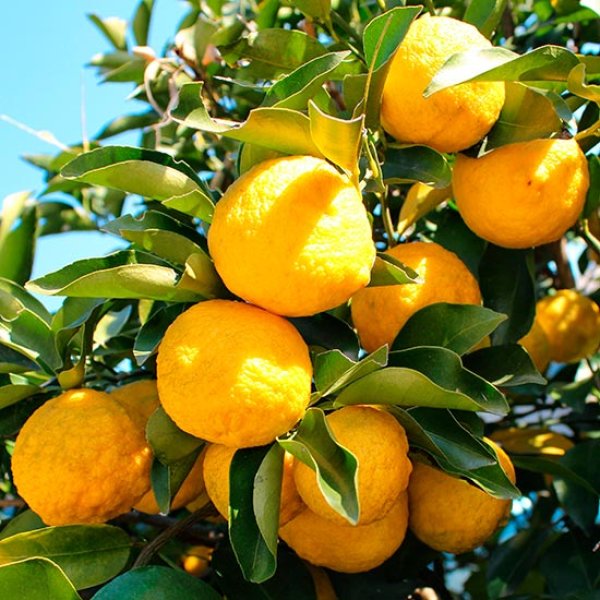 Yuzu Lemon Plant Live Nimbu Tree Kagzi Lemon Citrus Limon Fruit Plant