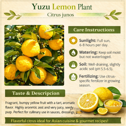 Yuzu Lemon Plant Live Nimbu Tree Kagzi Lemon Citrus Limon Fruit Plant