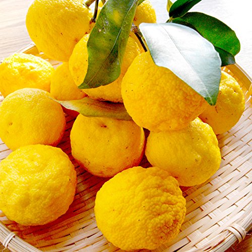 Yuzu Lemon Plant Live Nimbu Tree Kagzi Lemon Citrus Limon Fruit Plant