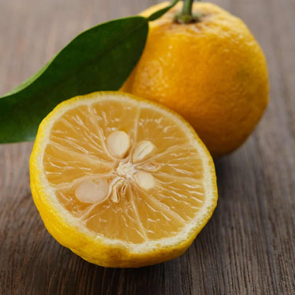 Yuzu Lemon Plant Live Nimbu Tree Kagzi Lemon Citrus Limon Fruit Plant