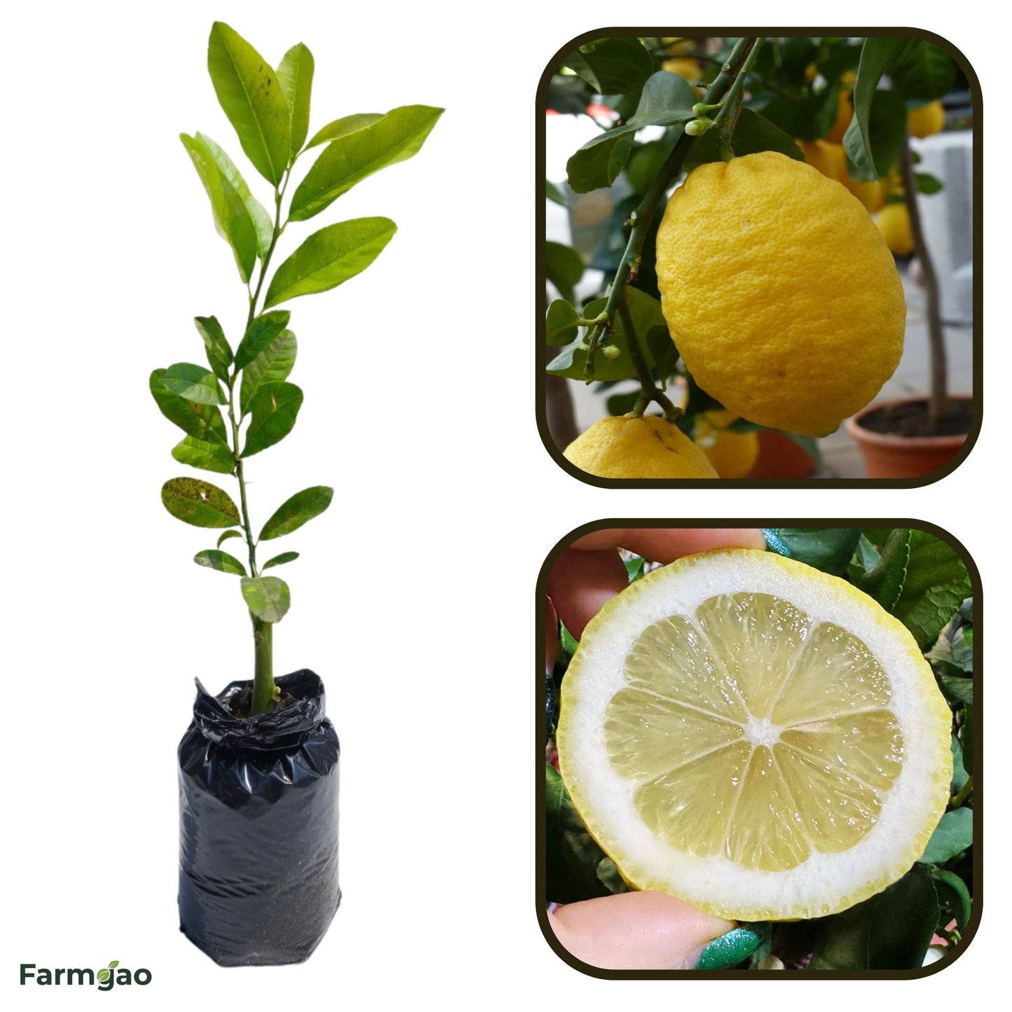 Zagara Bianca Lemon Plant Live Nimbu Tree Kagzi Lemon Citrus Limon Fruit Plant