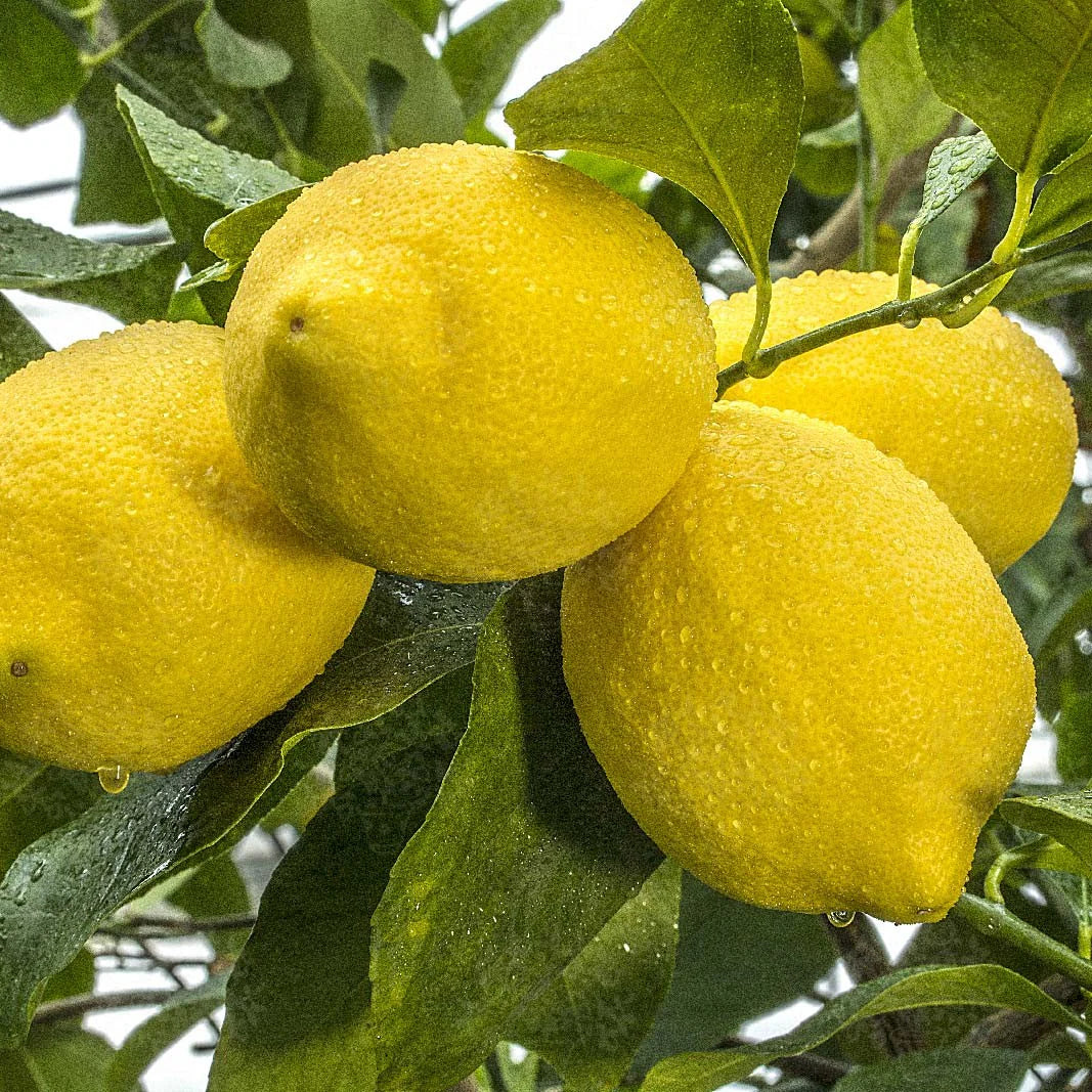Zagara Bianca Lemon Plant Live Nimbu Tree Kagzi Lemon Citrus Limon Fruit Plant