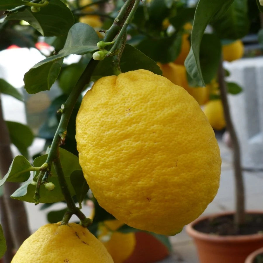 Zagara Bianca Lemon Plant Live Nimbu Tree Kagzi Lemon Citrus Limon Fruit Plant