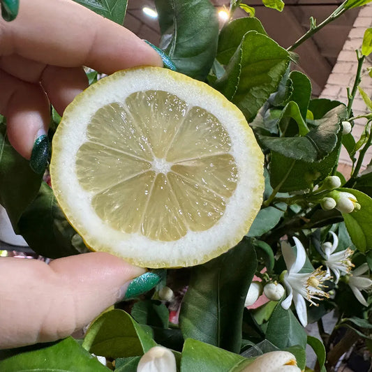 Zagara Bianca Lemon Plant Live Nimbu Tree Kagzi Lemon Citrus Limon Fruit Plant