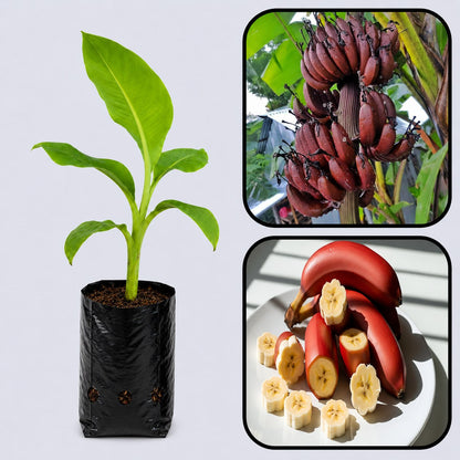 Zebrina Banana Healthy Sweet Tissue Cultured Fruit Plant