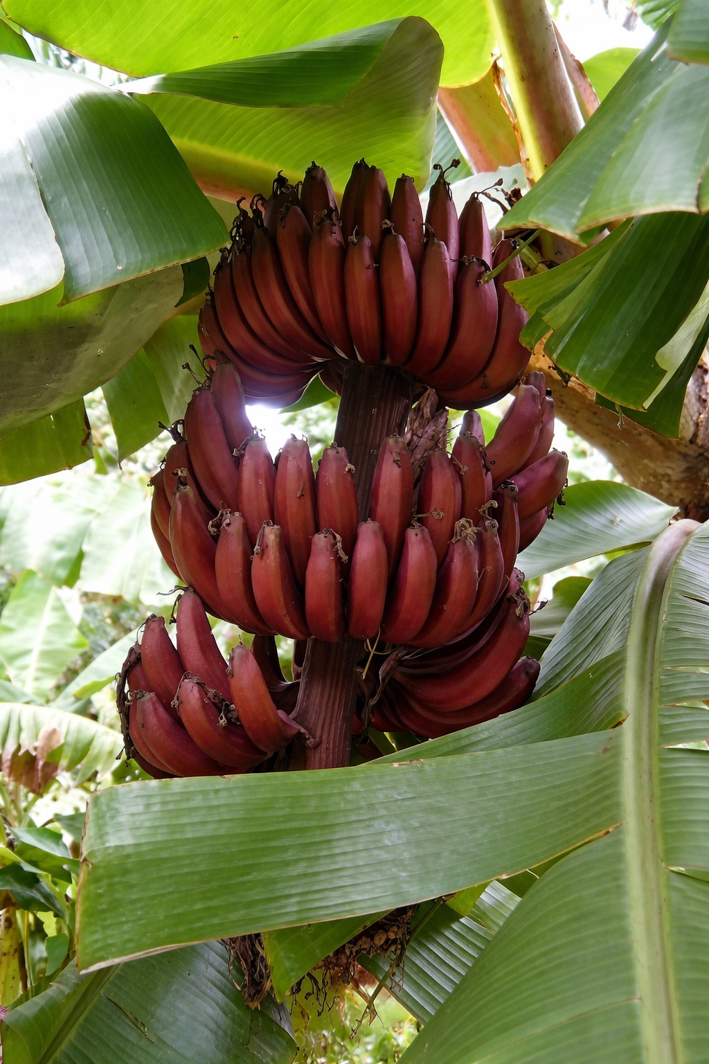 Zebrina Banana Healthy Sweet Tissue Cultured Fruit Plant