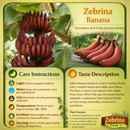 Zebrina Banana Healthy Sweet Tissue Cultured Fruit Plant